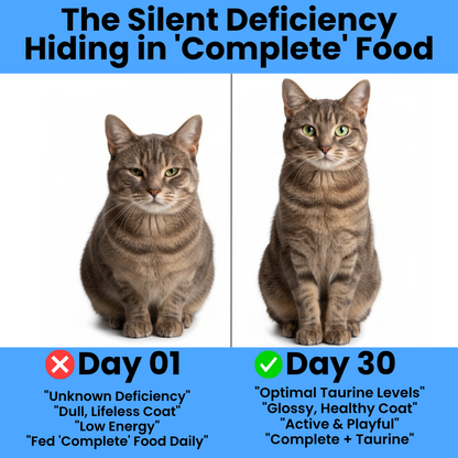 Stop the Silent Deficiency Before You See the Signs with KittySupps Taurine Supplement